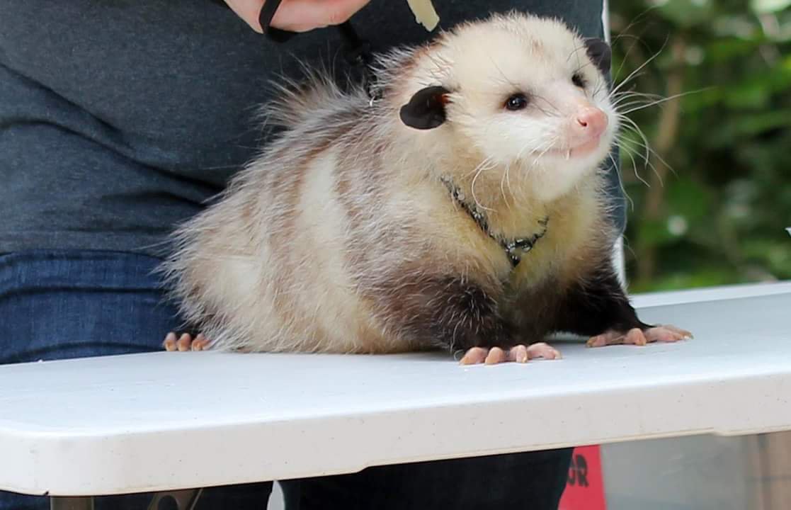 Extra small opossum